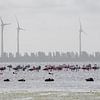 Flamingo's in Nederland (Zeeland) van Danny de Jong