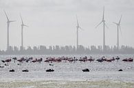 Flamingo's in Nederland (Zeeland) van Danny de Jong thumbnail
