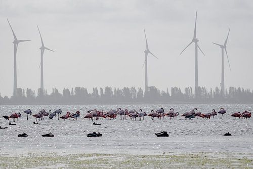Flamingo's in Nederland (Zeeland)