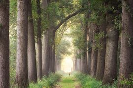 The lost deer  by Fabrizio Micciche