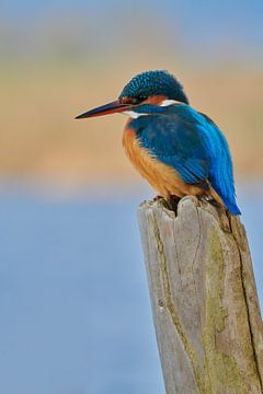 Eisvogel von Eisvogel.land - Corné van Oosterhout