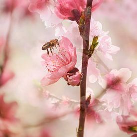 Frühling in Lagen von Ingrid de Vos - Boom