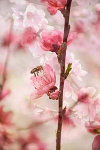 Lente in Lagen