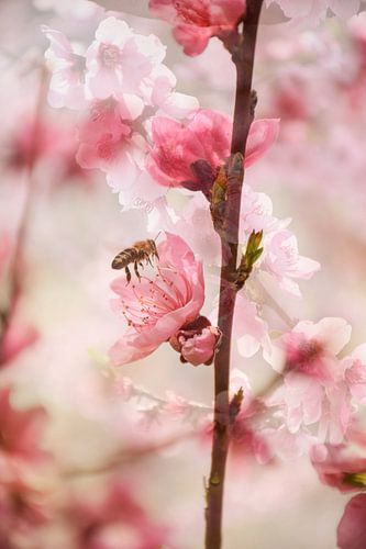 Lente in Lagen van Ingrid de Vos - Boom
