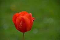Rote Tulpe von FotoGraaG Hanneke Miniaturansicht