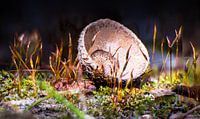 macro ruig haarmos
