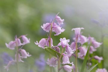 Wild hyacinth by Janny Beimers