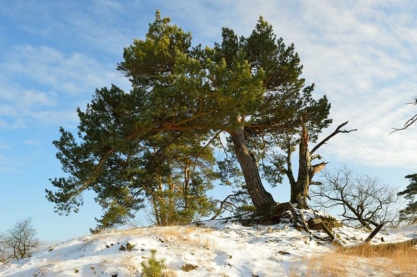 Wachsende Kiefern auf einer Düne von Gerard de Zwaan