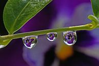 VIOLETS, DROPLETS AND REFLECTIONS by Mieke van der Beek thumbnail
