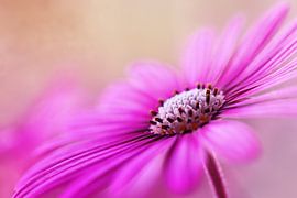 Anmutig.... von LHJB Photography