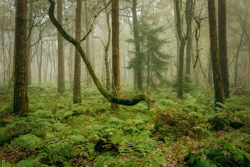 Atmosphärisch nebliger Herbstwald von Peter Bolman