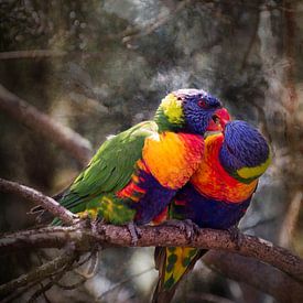 Twee papegaaien van Peter Mensink
