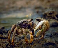 Krabbe im Schlamm