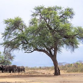 Olifanten onder acacia van Leo van Maanen