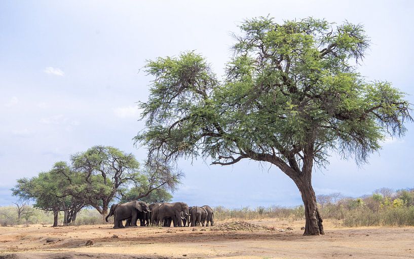 Elephants under acacia by Leo van Maanen