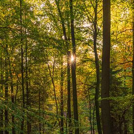 Die Sonne strahlt durch den herbstlich eingefärbten Wald von Horst Husheer