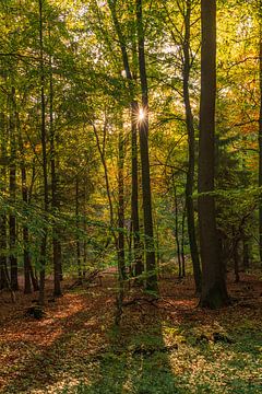 Die Sonne strahlt durch den herbstlich eingefärbten Wald von Horst Husheer