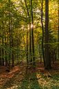 Die Sonne strahlt durch den herbstlich eingefärbten Wald von Horst Husheer Miniaturansicht