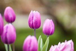 Des tulipes roses et violettes en fleurs