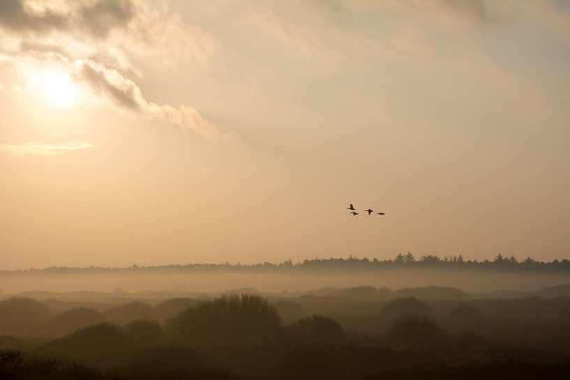 Ganzen von Mark Scholten