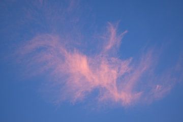 Roze wolk van Theo Felten