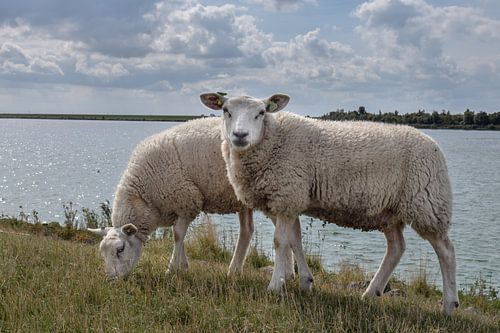 Sheep in the dunes