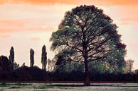 Baum des Lebens von Sara in t Veld Fotografie Miniaturansicht
