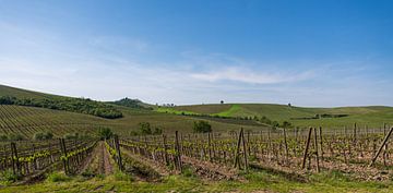 Wijngaarden in de Chianti streek in Toscane van Peter Baier