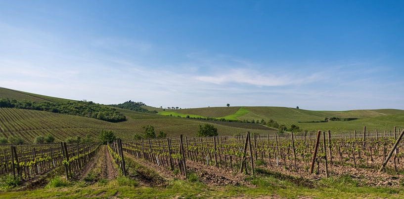 Weinberge im Chiantigebiet in der Toskana von Peter Baier