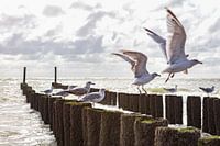 seagulls at salt country