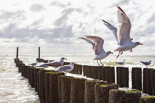 seagulls at salt country