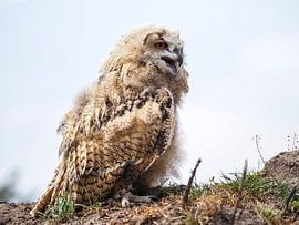 Europese Oehoe van Loek Lobel