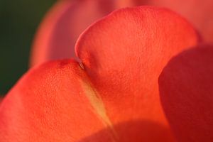 Schaduwspel van de zon op rozenblaadjes