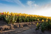 Tulipes jaunes en fleurs