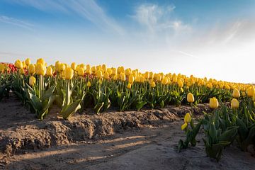 Gele Tulpen in bloei van Ralf Bankert