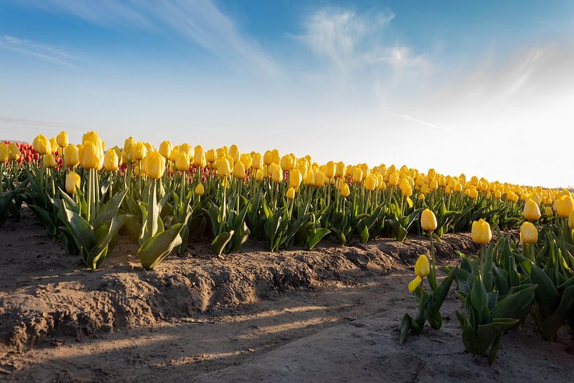 Yellow Tulips in bloom by Ralf Bankert