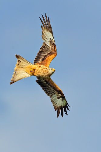 Rotmilan im Tauchflug in England