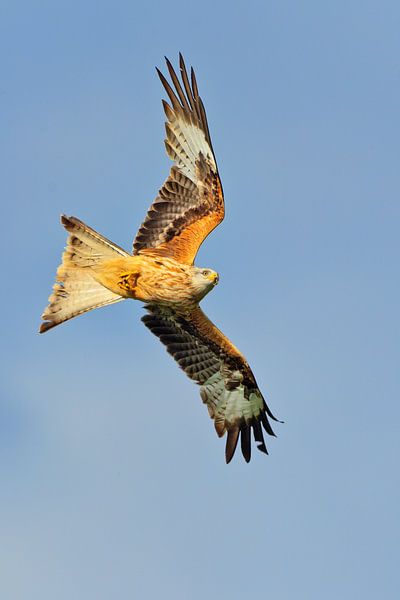 Rode Wouw in duikvlucht in Engeland van Jeroen Stel