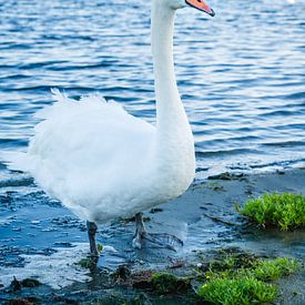 Cygne après le coucher du soleil sur Deborah Zannini