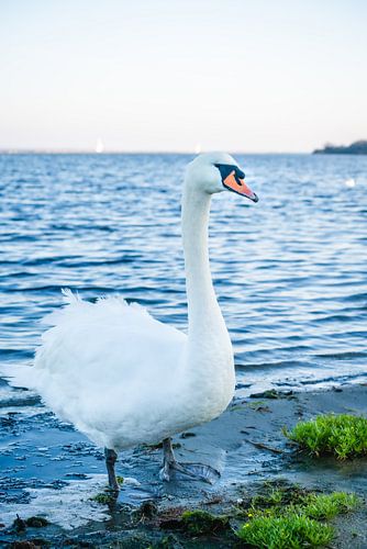 Cygne après le coucher du soleil
