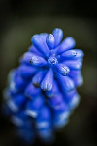 Zartblaue Trauben
