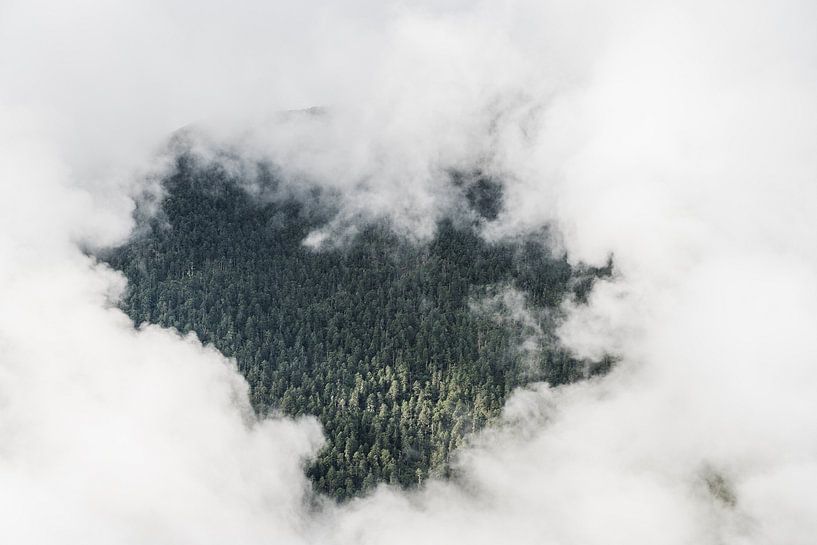 Forêt verte avec des conifères dans les nuages par Photolovers reisfotografie