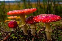 beau groupe d'agarics aux mouches
