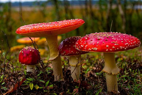 beau groupe d'agarics aux mouches
