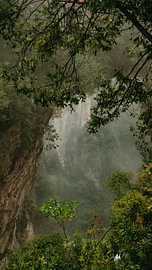Through the Mist