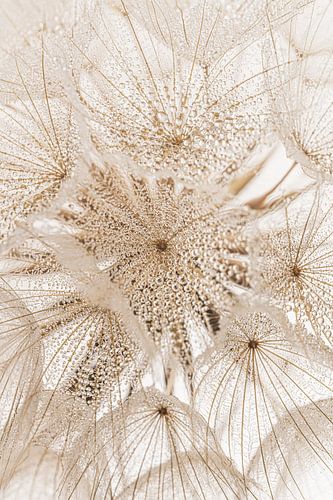 Landelijke rust: Druppels aan een pluizenbol