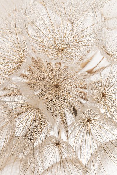 Rural serenity: Drops on a fluff ball by Marjolijn van den Berg