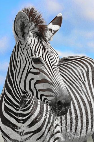 Zebra portret ck 8736