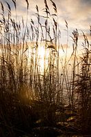 Rietkraag IJsselmeer