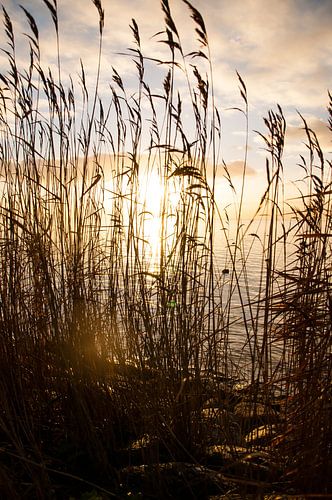 Rietkraag IJsselmeer